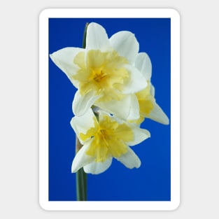 Narcissus  &#39;Prom Dance&#39;  Daffodil Sticker